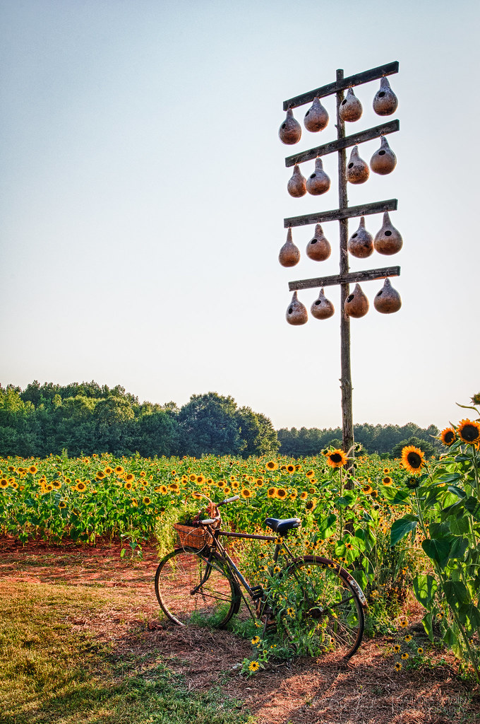 sunflower farm Sunflower farm in Rutledge, Gail Des Jardin Flickr
