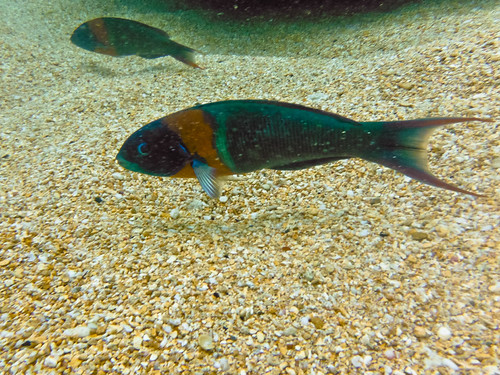 hïnälea lauwili (saddleback wrasse) at Tunnels Beach, … Flickr