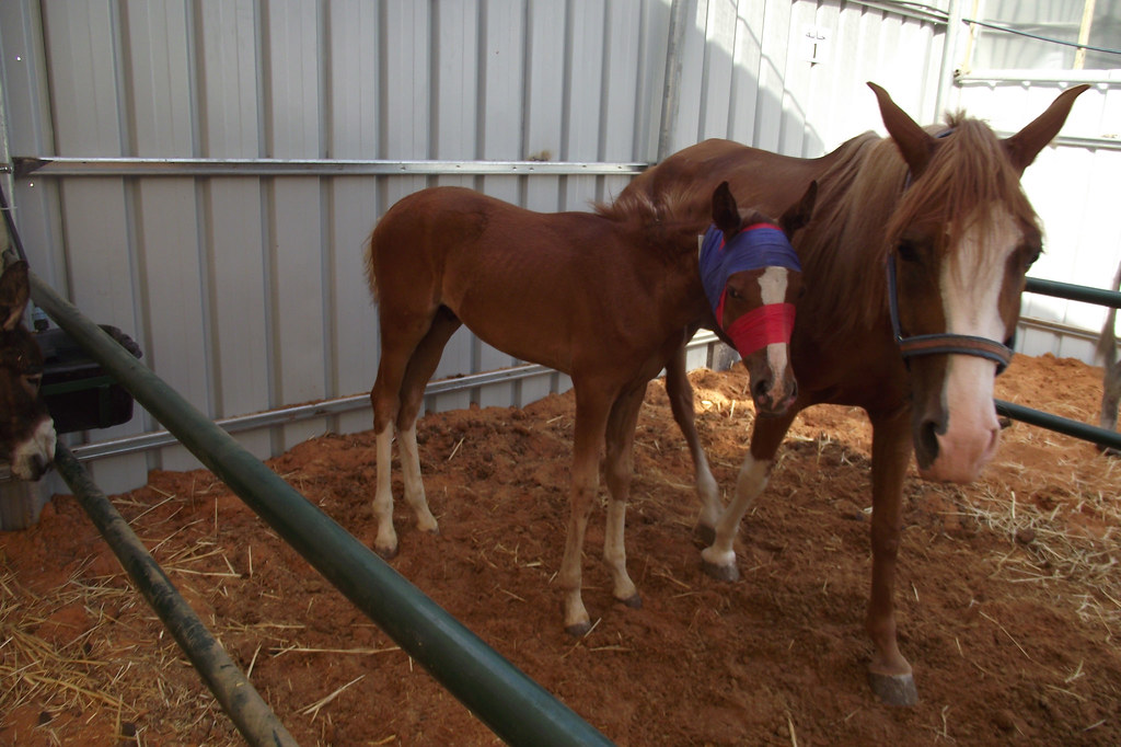 DSCF0251 Safe Haven for Donkeys in the Holy Land Official Flickr