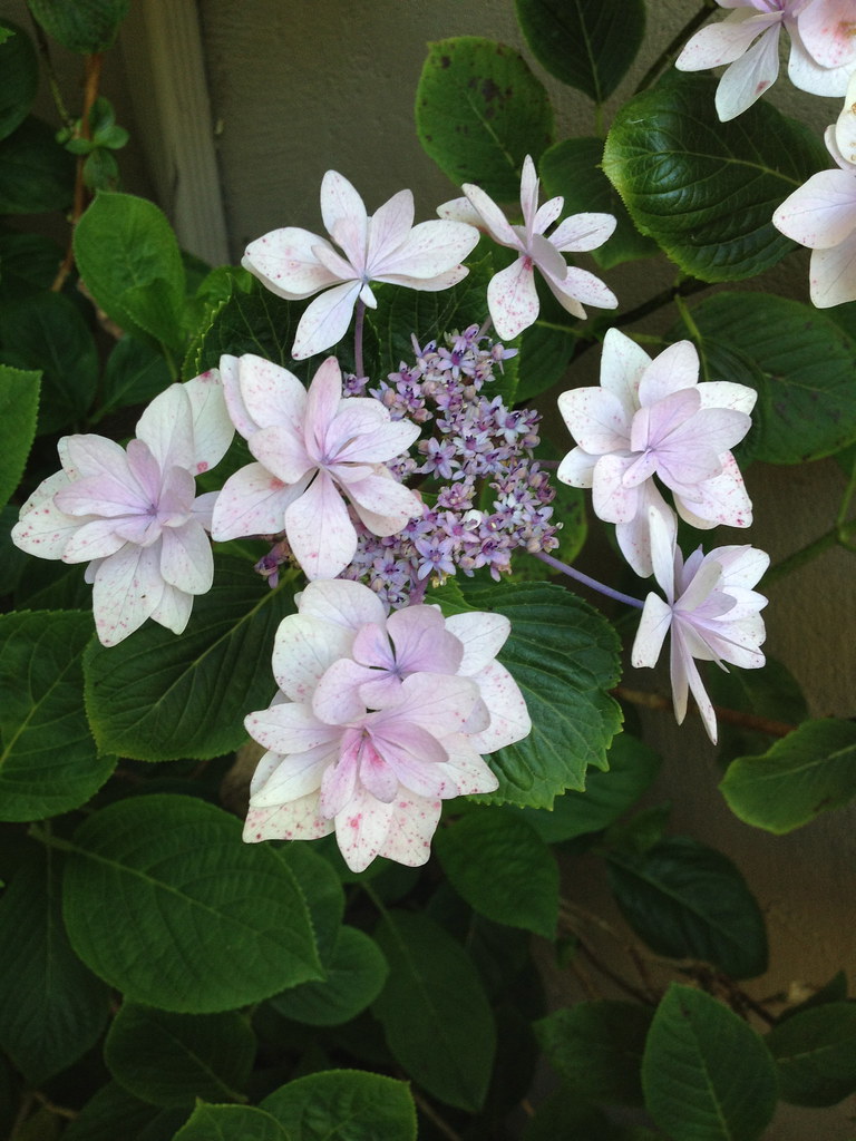 Shooting Star Hydrangea Pink Shooting Star Hydrangea Flickr