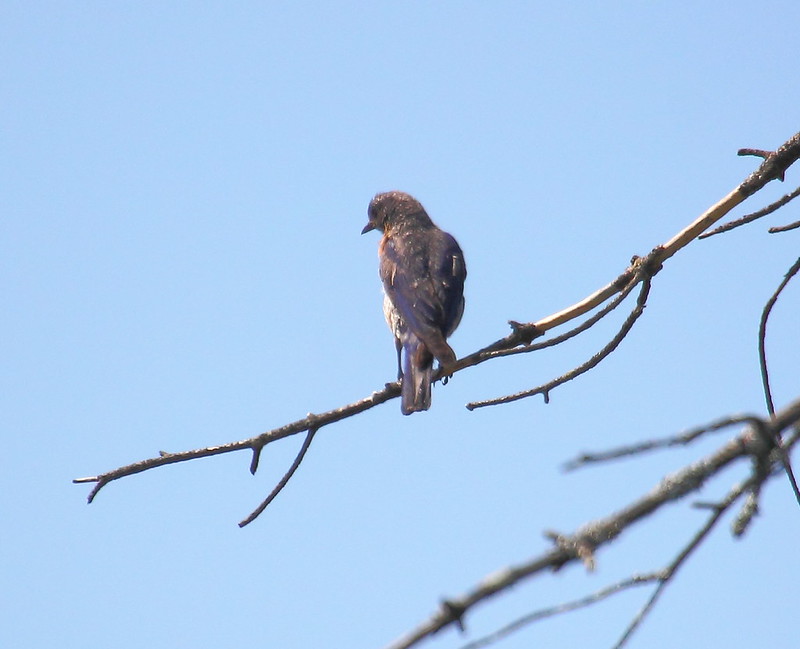 072212 Ponemah Bog, Amherst NH Flickr