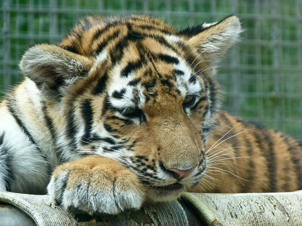 Resting for one brief moment Much as I don't like seeing z… Flickr