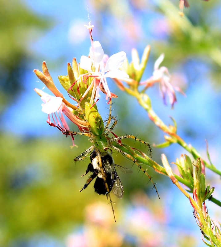 082716 WILDFLOWERS & THINGS, HAW RIDGE PARK, OAK RIDGE TN Flickr