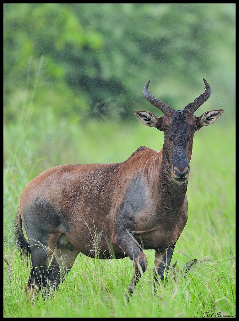 Basterhartbees / Tsessebe Mopanie Letaba pad NKW. Dit het … Flickr