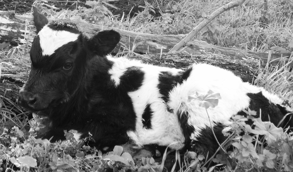 My baby Calf A beautful new born calf, a lovely little gir… Flickr