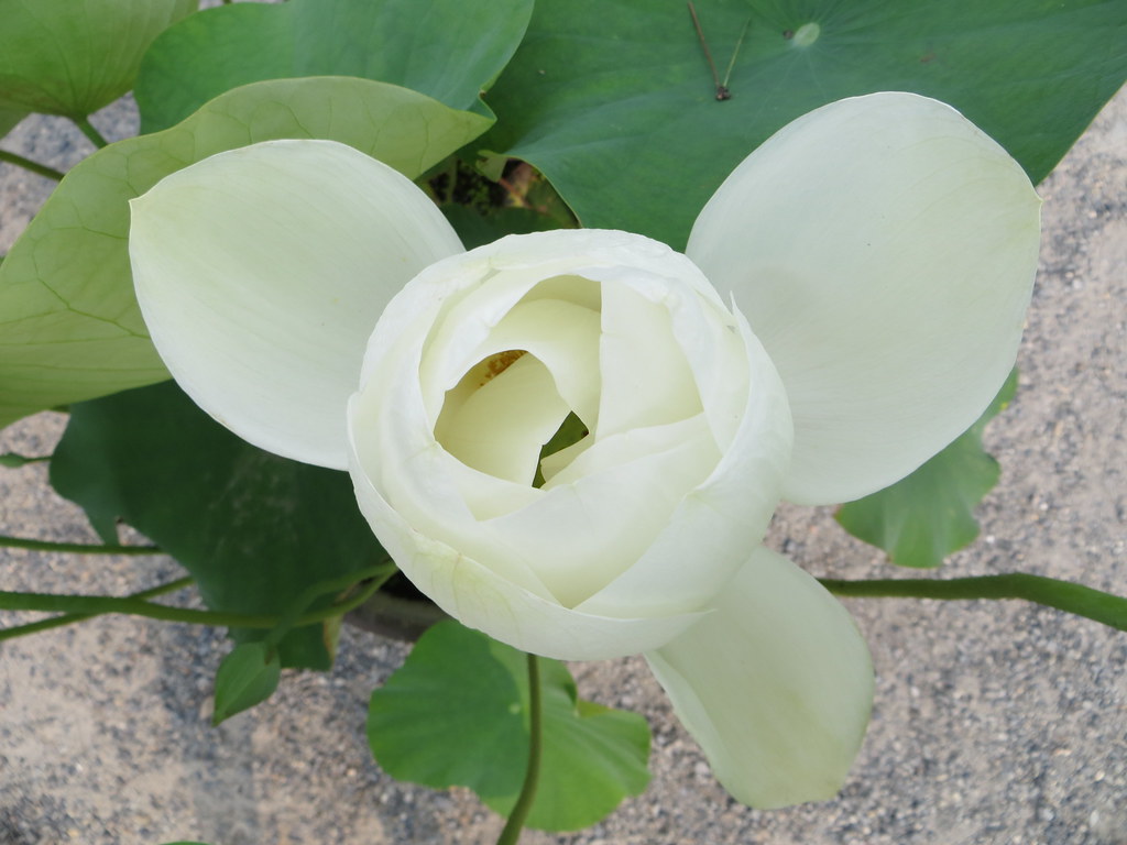 Top view of lotus flower Top view of lotus flower, Byōdōi… Flickr