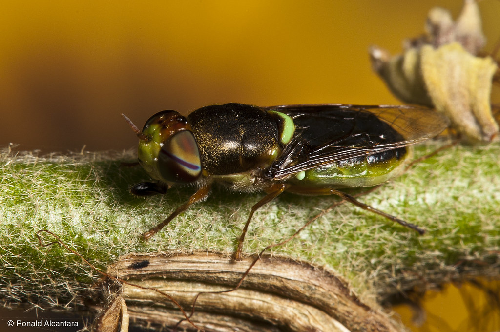Horse Fly 0nald0 Flickr