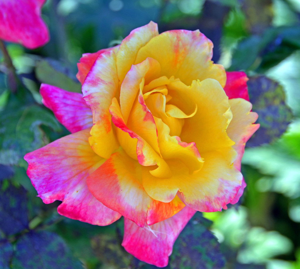 Lovely Rose DSC_0043 Rose blooms in Southern California. John