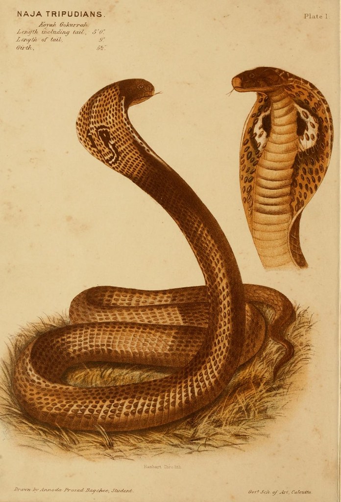 n21_w1150 The poisonous snakes of India.. LondonJ. & A. C… Flickr