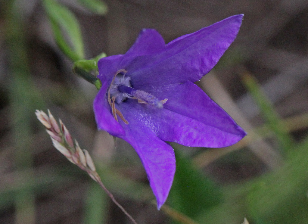 CAB08206a Parry's Bellflower near the Lady Slipper Trail n… Flickr