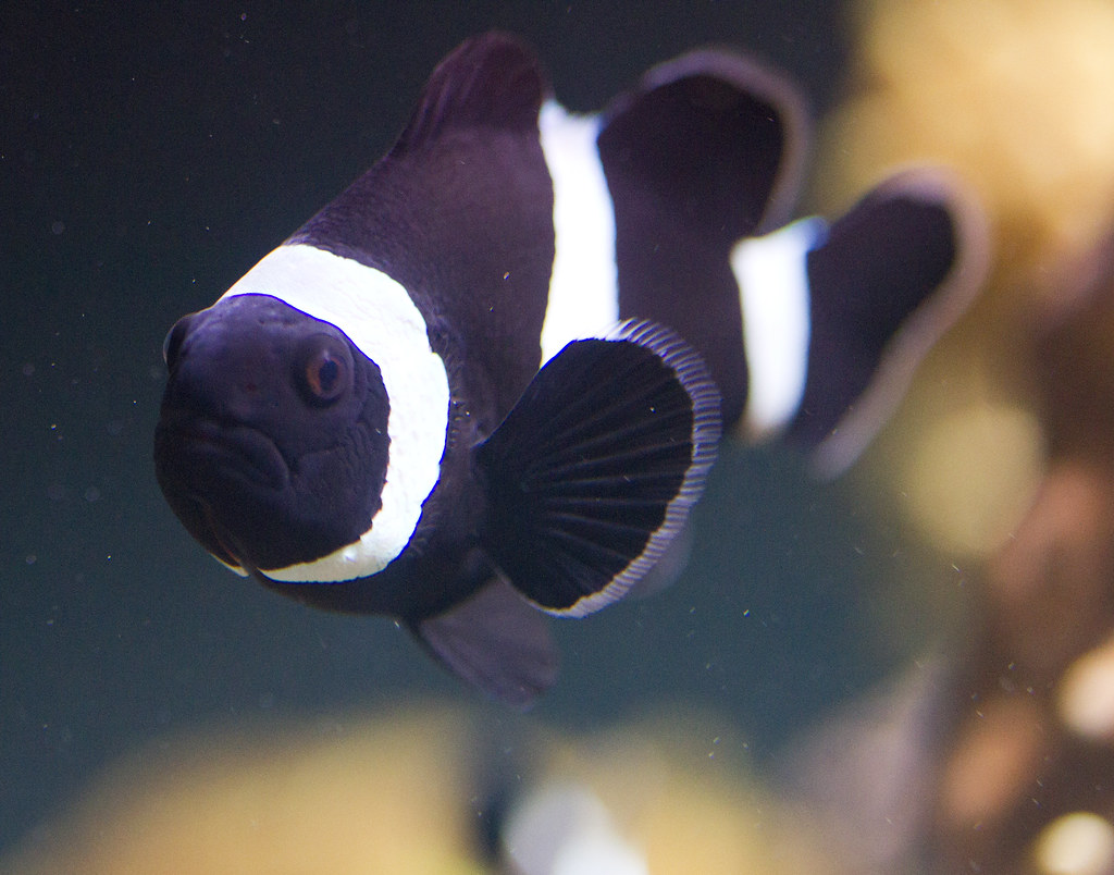Black Clown Fish a photo on Flickriver