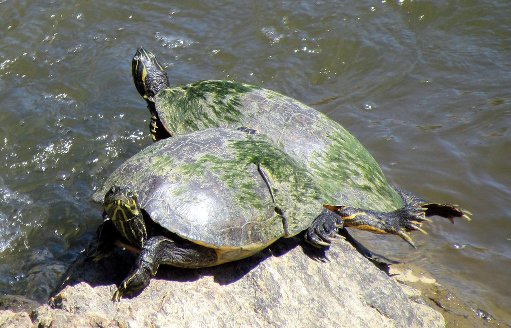 Turtles Haw River Trail Saxapahaw NC 6459 Haw River Trail … Flickr
