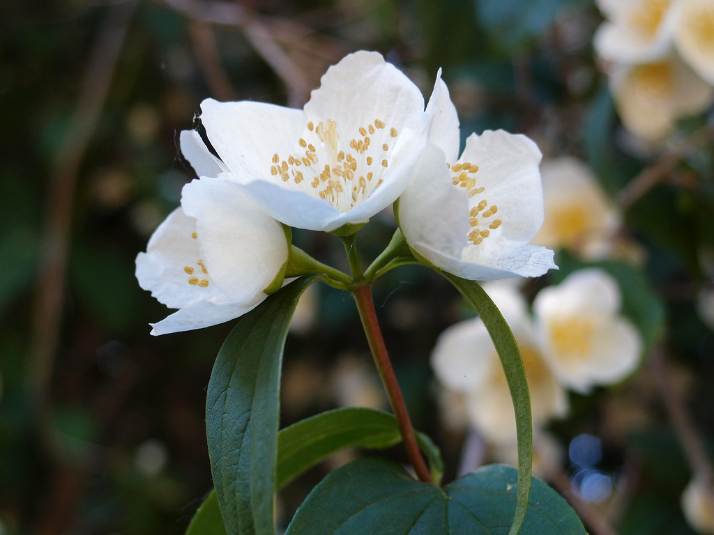 Flower Racine Wisconsin USA (1) OLYMPUS DIGITAL CAMERA Flickr