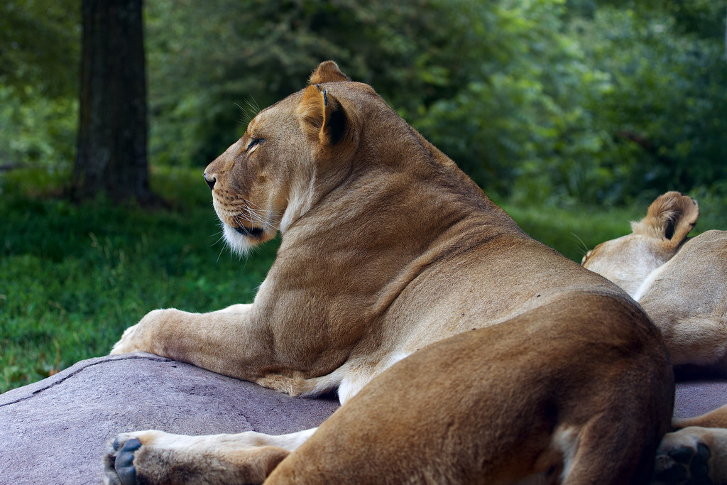 Pride Lions lounging at the Kansas City Zoo David Arbogast Flickr