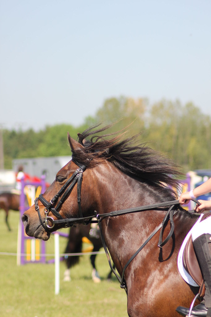 paws and horses amy baigent Flickr