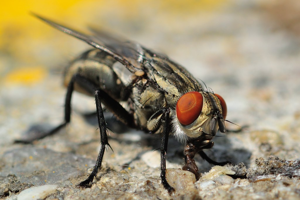 Housefly Extreme Macro Work CENK OGURTANI Flickr