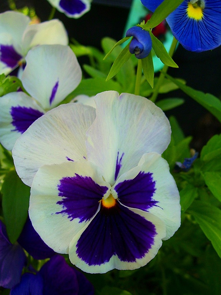 Icicle Pansies 2 Afia Razi Flickr