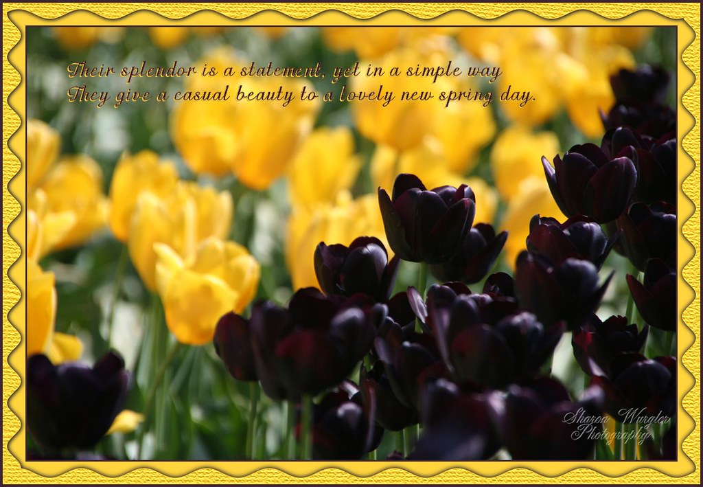 Tulips Here is the complete poem Tulips The tulip has gre… Flickr
