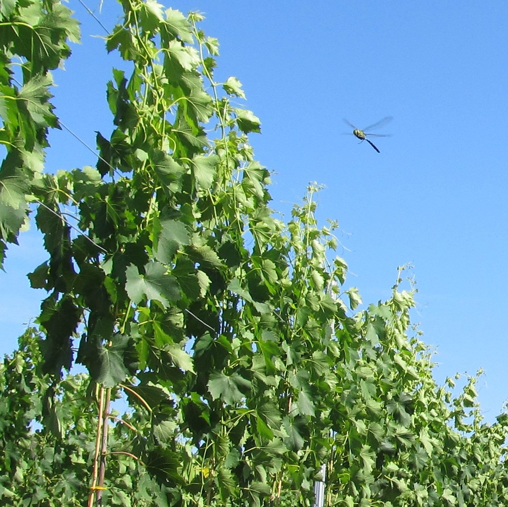 Con Gli Occhi Della Gatta : Inseguendo Una Libellula In Un Prato, Un Giorno Che Avevo Rotto Col Passato Quando Già Credevo D'esserci Riuscito: Son Caduto. (Con Il Nastro Rosa - Lucio Inseguendo Una Libellula In Un Prato... | Paolo La Rocca | Flickr