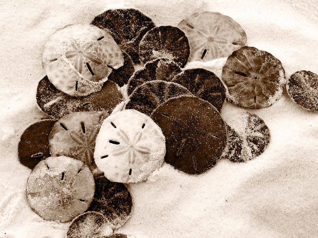 Sand Dollars This group of sand dollars were abandoned on … Flickr