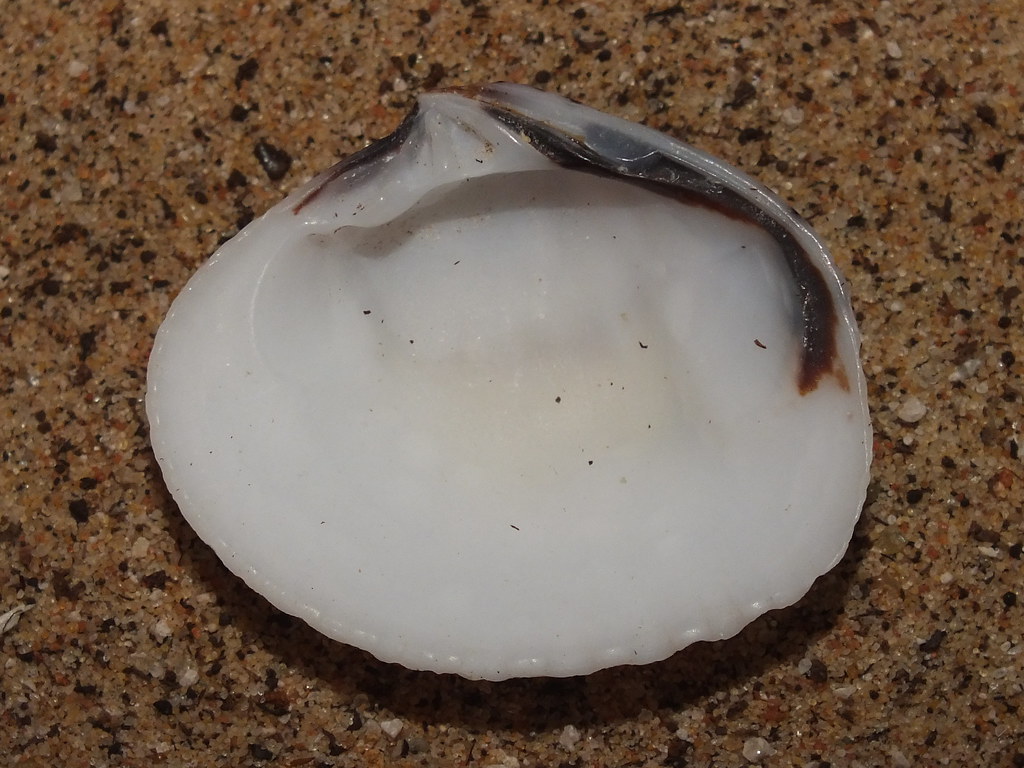 Pectinate venus clam (Gafrarium pectinatum pectinatum f. t… Flickr