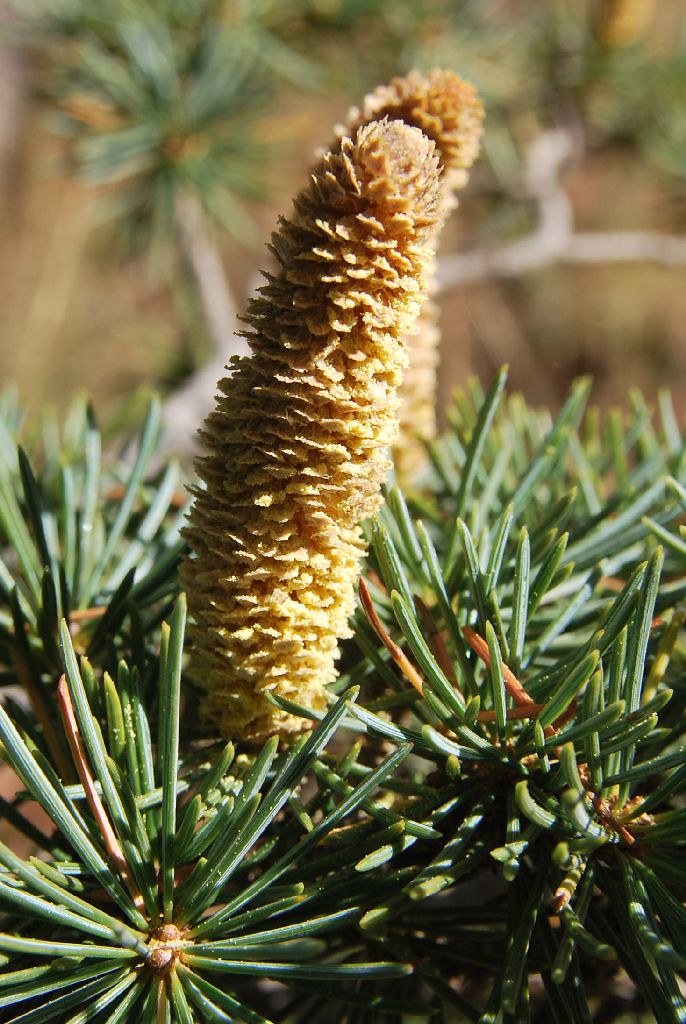 Cedar of Lebanon أرز لبنان 1 Scientific name = Cedrus