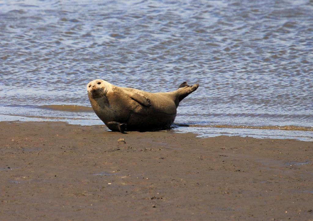 common gray seals on seal sands gretham hartlepool Flickr