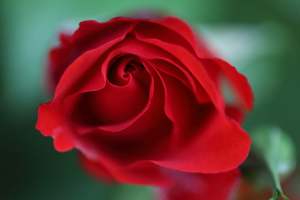 J77A0112 Red rose Cover phpto at Flickr