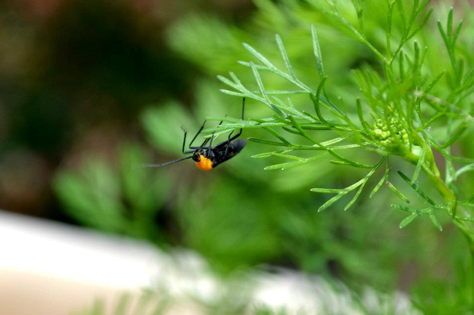 Bug on Cilantro Plant Her Name Is Haley Flickr