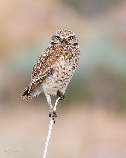 Burrowing Owl Antelope Island, Utah Busy summer for me, so… Flickr