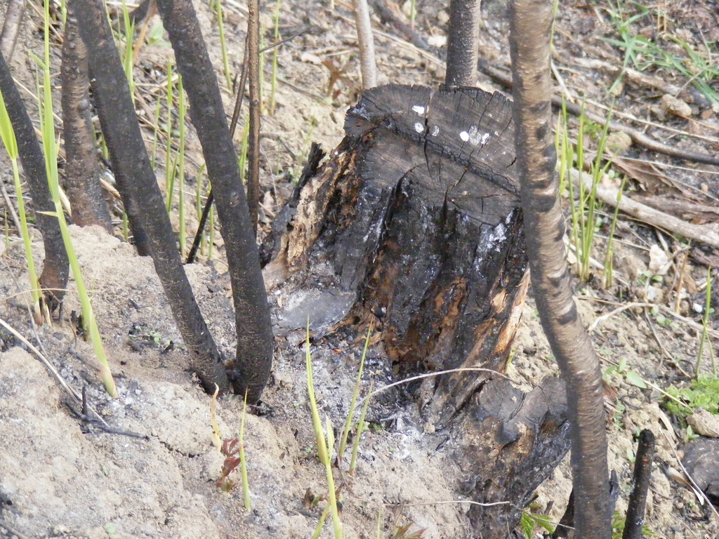BurnedTreeStump__2990DSCF0627 Burned Tree Stump Full P… Flickr