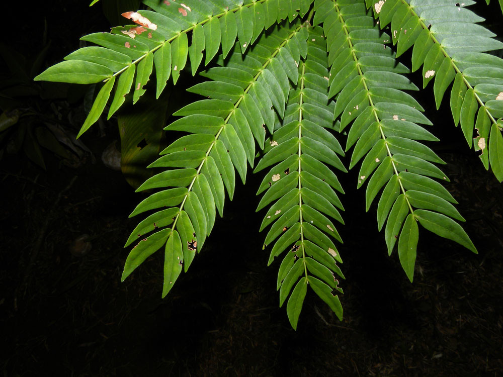 Cojoba sophorocarpa (Benth.) Britton & Rose Vascular Plant… Flickr