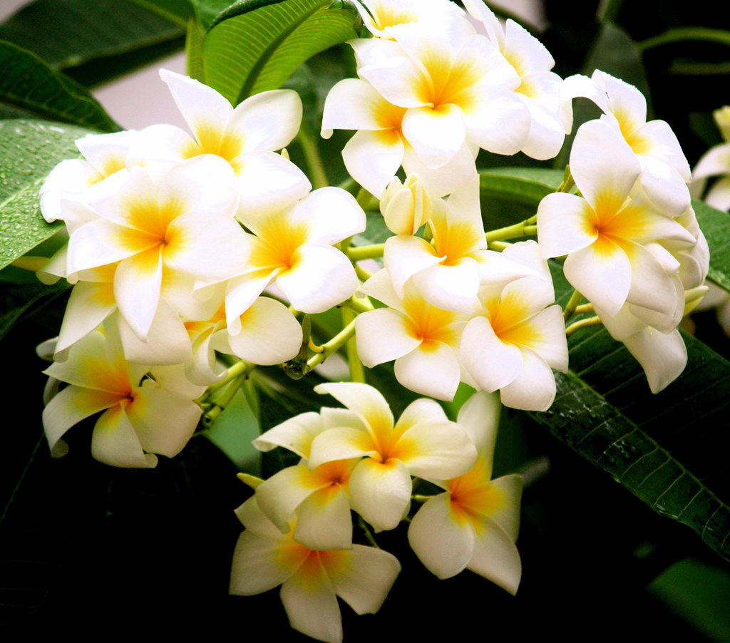 cayman islands yellow flower photographynatalia Flickr