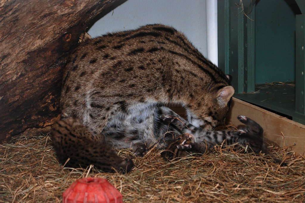 Fishing Cats Born at the Smithsonian's National Zoo Flickr