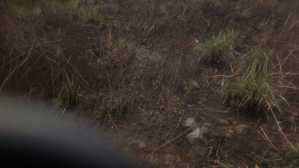 100 Acre Agricultural Land for Lease Marthandam Flickr