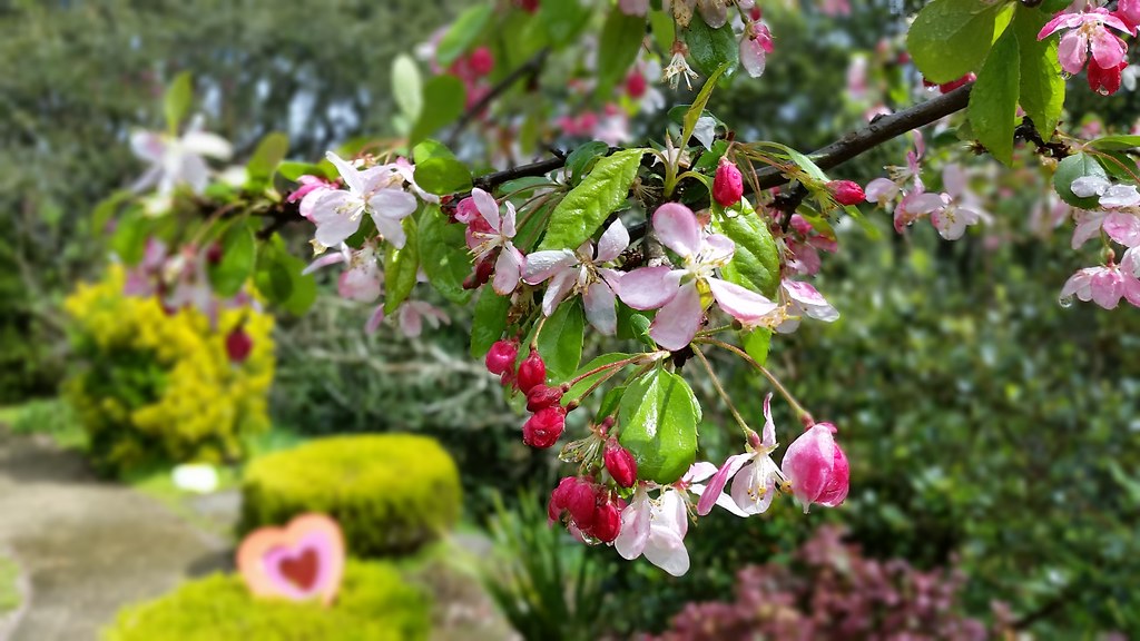Crab Apple Blossom Time Fresh after a spring rain. Flickr