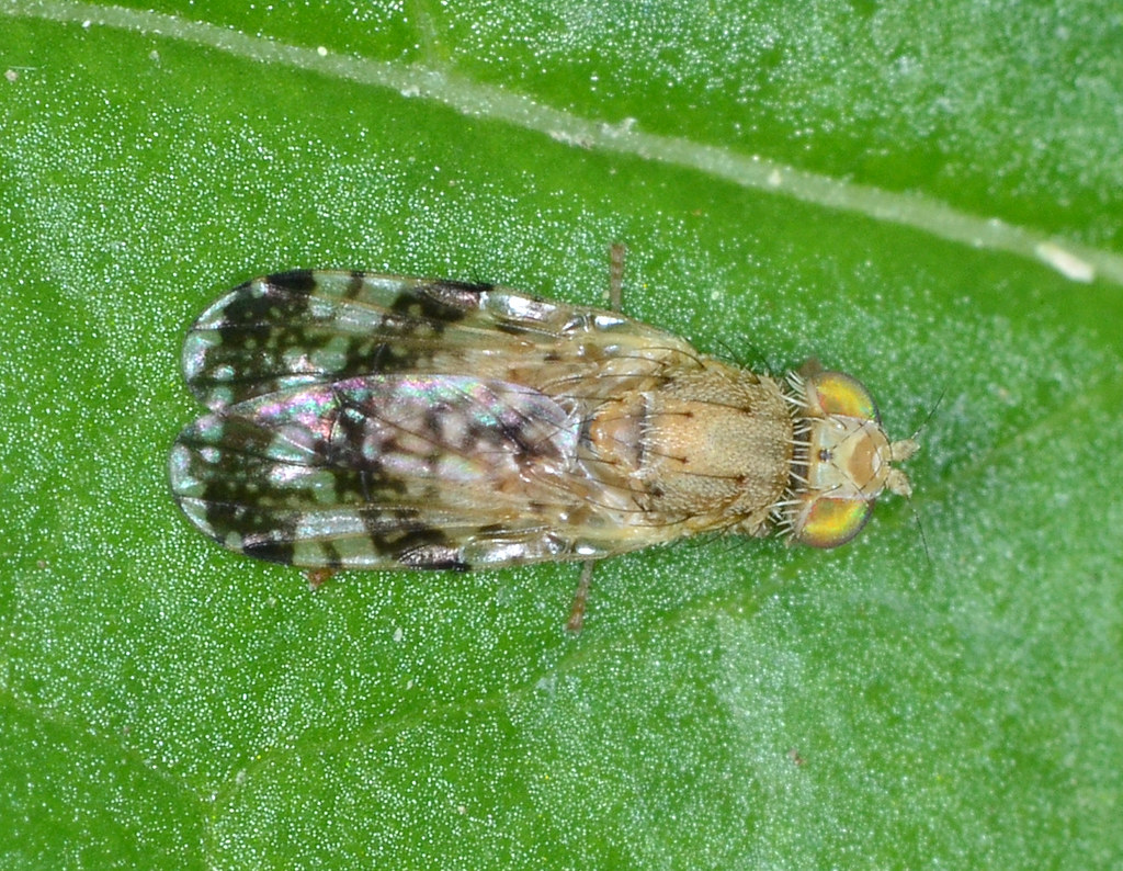 fruit flies fruit flies Family Tephritidae Don Loarie Flickr