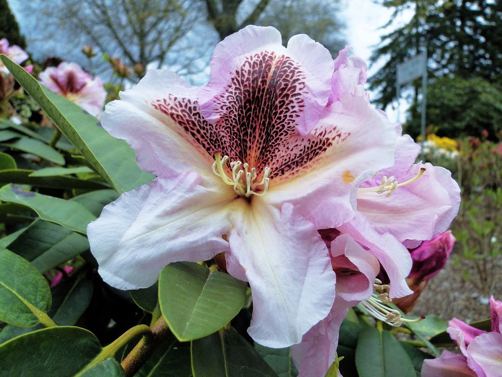 DSC04629 Rhododendron Whitney gardens, Brinnon Wa. Dan Johnson