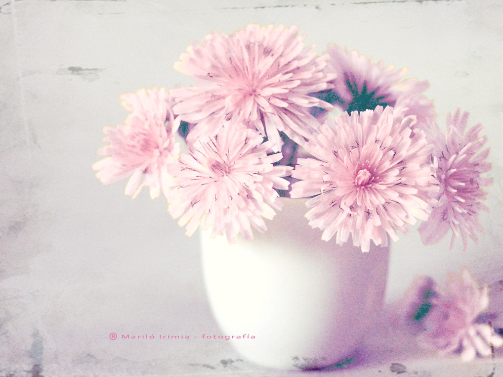 Flores para la quinta flower © All rights reserved ©… Flickr