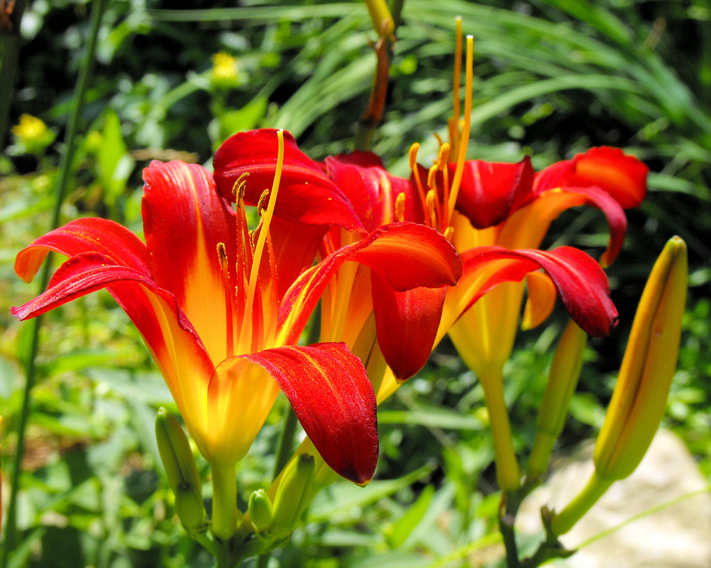 Lilies 472 Erie Zoo Flowers Erie, PA July 8, 2012 Blossom Vydrina