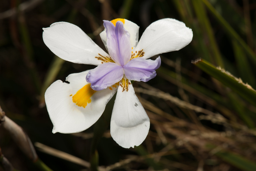 White flower with tiger spot streaks and purple smaller pe… Flickr