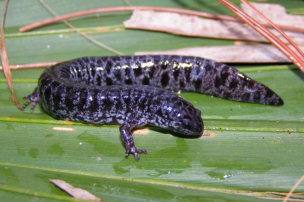 Frosted Flatwoods Salamander (Ambystoma cingulatum) a photo on Flickriver