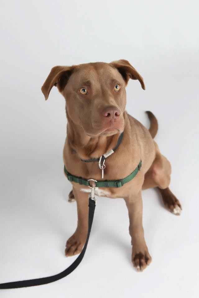 Flickriver Photoset 'RUCA Chocolate Labrador Retriever/Vizsla Mix