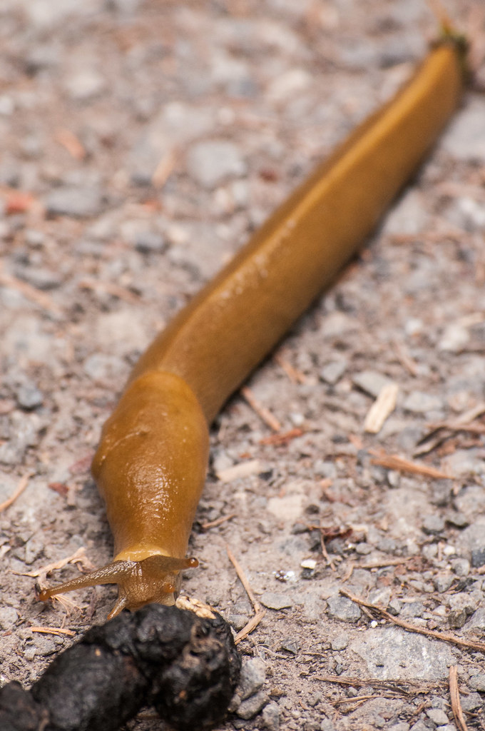 Mmm... Poop... Yes, the slug was crawling towards this poo… Flickr