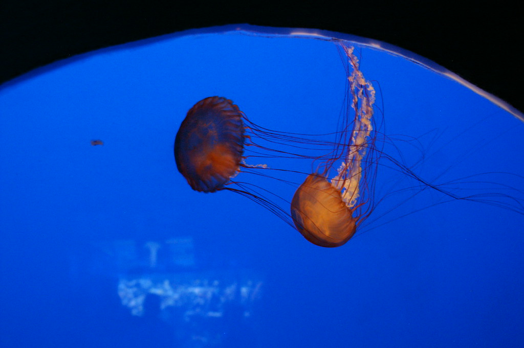 Jellyfishing Ripley's Aquarium Myrtle Beach, SC Allison Graham Flickr