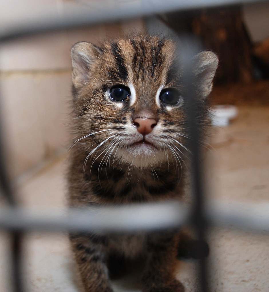 Fishing Cats Born at the Smithsonian's National Zoo Flickr