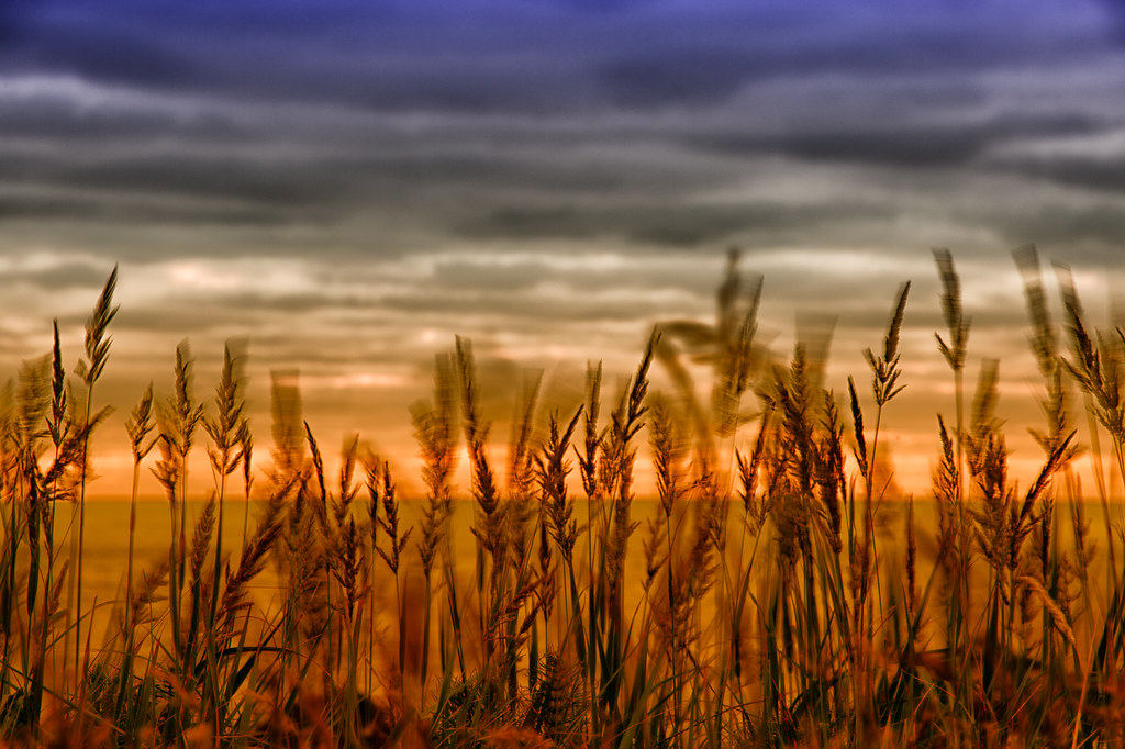 Blowin' In The Wind Bandon, Oregon is noted for its unique… Flickr