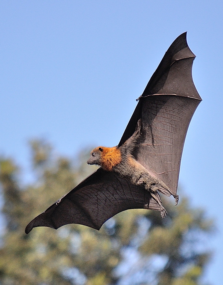 Bats for Dummies How to land a Bat, safely. DSC_025634 Flickr