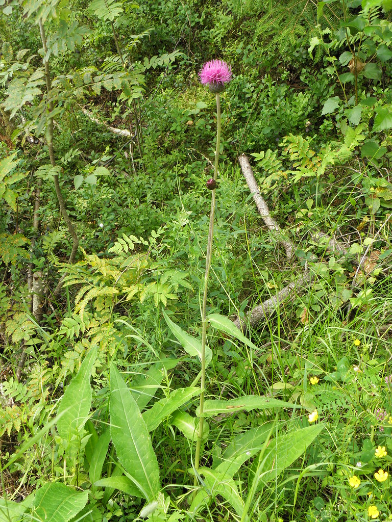 huopaohdake Suomalainen nimi Tieteellinen nimi Heimo Ka… Flickr