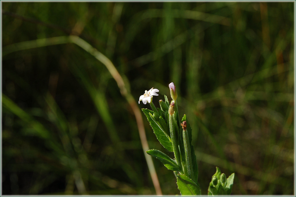 Glandular Northern Willowherb flower Epilobium ciliatum va… Flickr